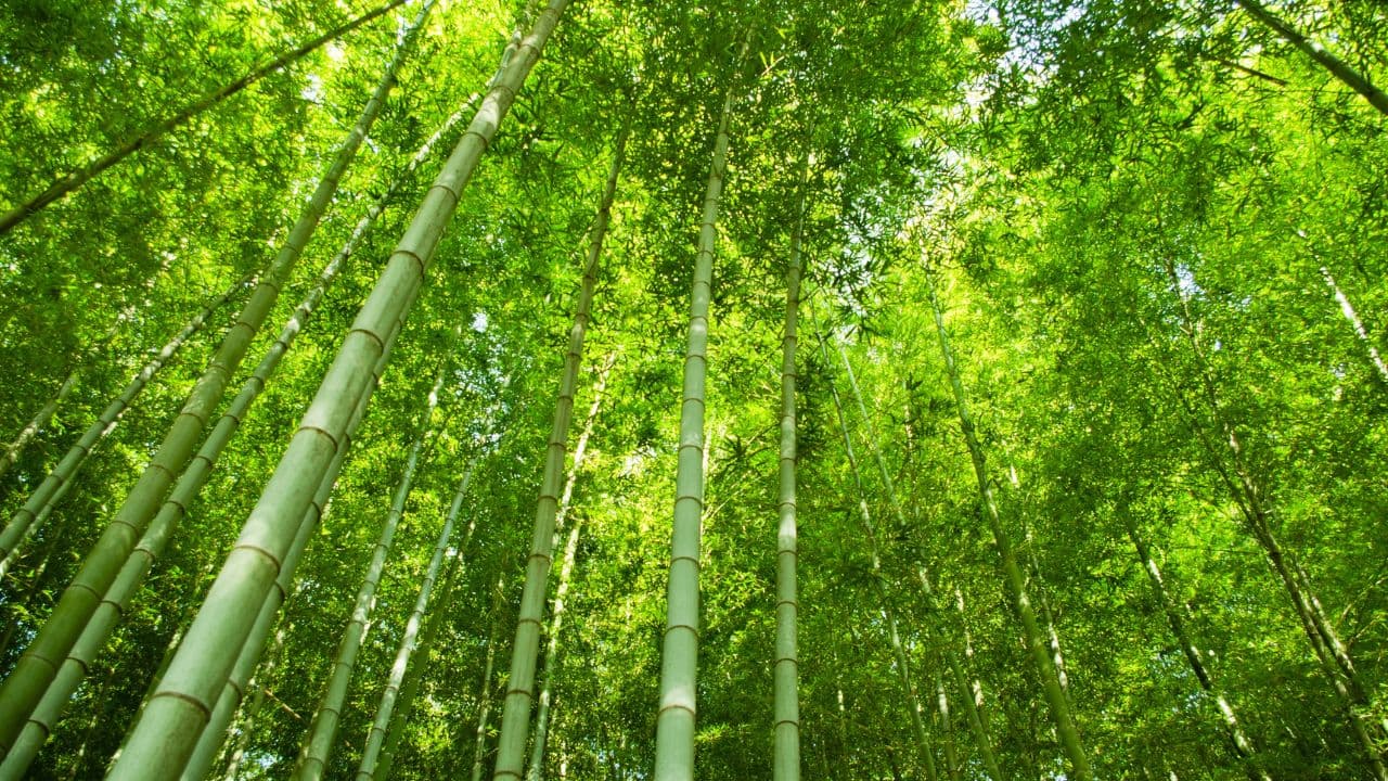 Bamboo — taxonomically a grass — is increasingly cultivated as a commercial crop on non-forest land across India.