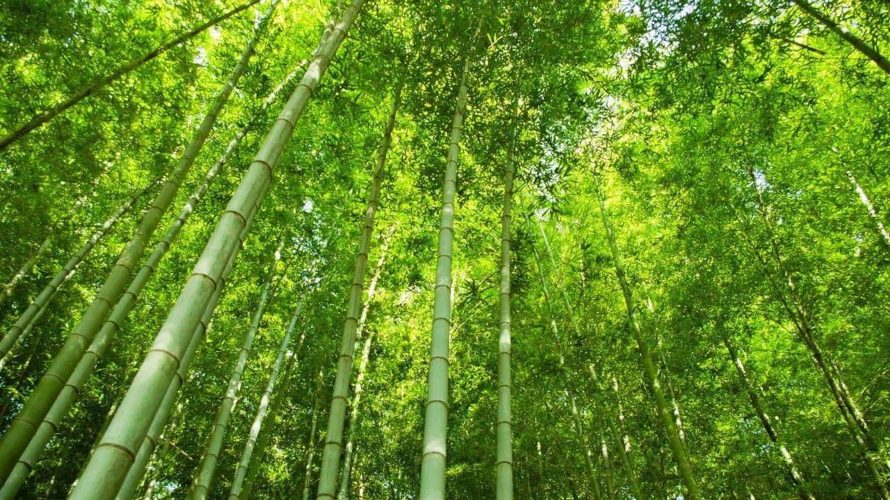 Bamboo — taxonomically a grass — is increasingly cultivated as a commercial crop on non-forest land across India.