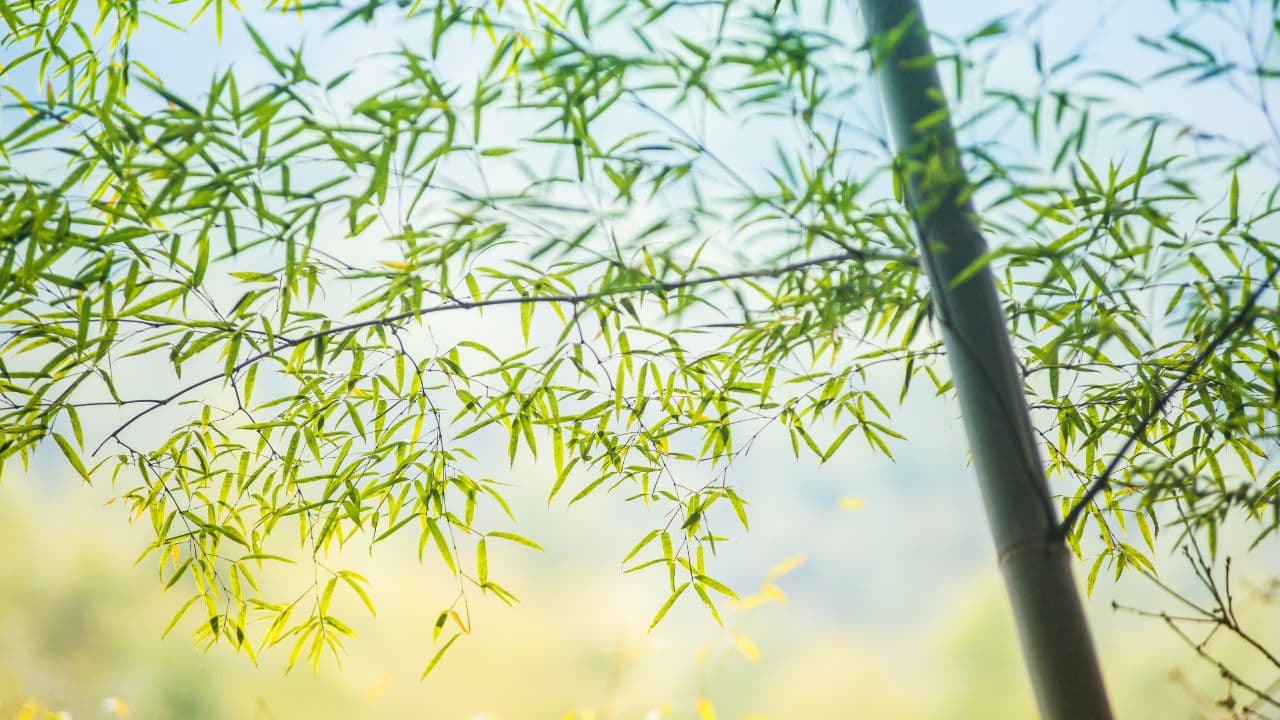 Bamboo growing on private non-forest farmland in India after the 2017 Forest Act amendment
