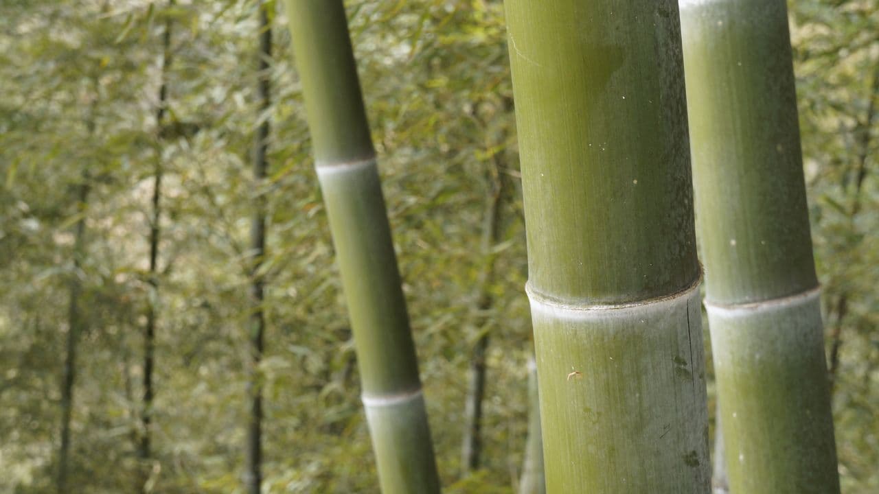Bamboo as a carbon sink — high-biomass plantation relevant to carbon markets in India