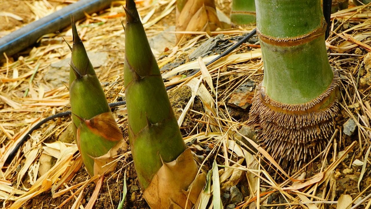 A maturing commercial bamboo plantation illustrating multi-year plantation economics