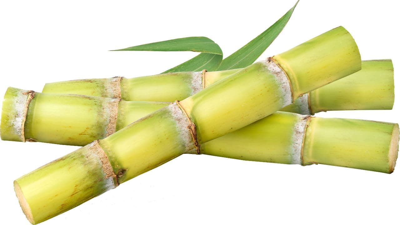 Different commercial bamboo species suited to different end-uses in India