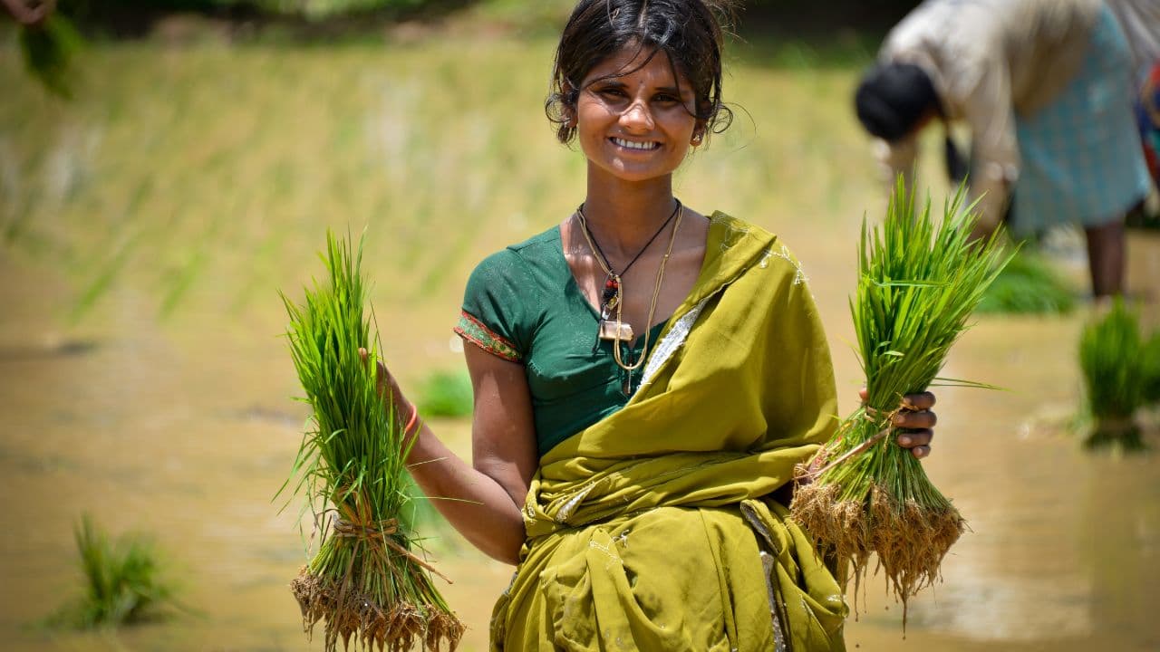 A smiling Indian woman farmer holding freshly transplanted rice seedlings in a paddy field